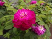 Rosa x centifolia (Růže stolistá 'Parvifolia' - Historické růže)