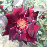 Rosa (Růže 'Norita' - Velkokvěté růže)