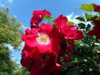 Rosa (Růže 'Dortmund')