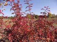 Rosa spinosissima (Růže bedrníkolistá 'Single Red')