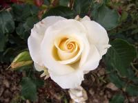 Rosa (Růže 'José Carreras' - Velkokvěté růže)