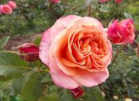 Rosa (Růže 'La Villa Cotta')