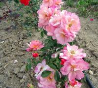 Rosa (Růže 'Aprikola' - Mnohokvěté růže)