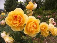 Rosa (Růže 'Graham Tomas' - Anglické růže)