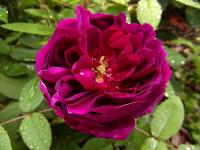 Rosa x centifolia (Růže stolistá 'Deuil de Paul Fontaine')