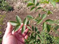 Rosa canina (Růže šípková 'Pollmeriana' - listy šípku)