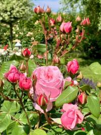 Rosa (Růže 'Kiss Me Kate')
