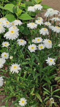 Leucanthemum vulgare (Kopretina bílá 'Česká píseň')