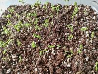 Sanvitalia procumbens (Sanvitálie poléhavá)