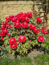 Paeonia suffruticosa (Pivoňka keřovitá)