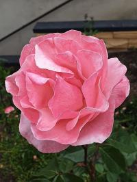 Rosa (Růže)