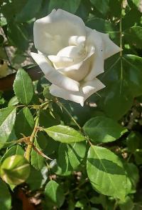 Rosa (Růže 'Alaska' - Pnoucí růže)