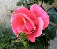 Rosa (Růže 'Lawinia' - Pnoucí růže)