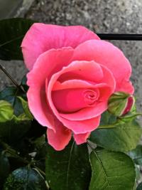 Rosa (Růže 'Lawinia' - Pnoucí růže)