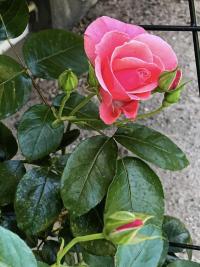 Rosa (Růže 'Lawinia' - Pnoucí růže)