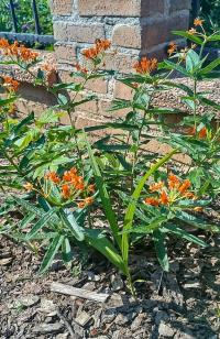 Asclepias tuberosa (Klejicha hlíznatá)