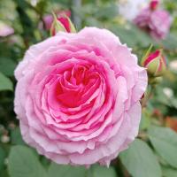 Rosa (Růže 'James Galway' - Anglické růže)