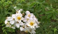 Rosa moschata (Růže mošusová)