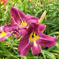 Hemerocallis (Denivka 'Valley Haze')