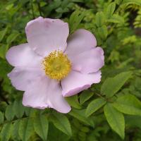 Rosa roxburghii (Růže Roxburghova)