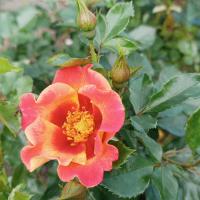 Rosa (Růže 'Sunshine Babylon Eyes' - Hybridy růže perské)