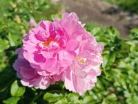 Rosa rugosa (Růže svraskalá 'Jens Munk')