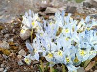 Iris reticulata (Kosatec síťkovaný 'Katherine Hodgkin')