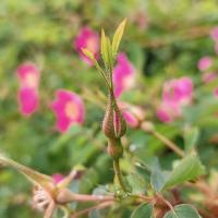 Rosa pendulina (Růže převislá)