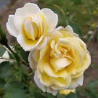 Rosa (Růže 'JP Connell')