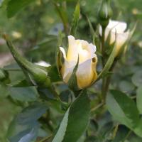 Rosa (Růže 'JP Connell')