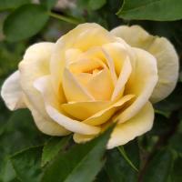 Rosa (Růže 'JP Connell')