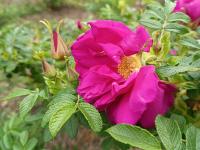 Rosa rugosa (Růže svraskalá 'Belle Poitevine')