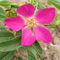 Rosa x rubrosa (Růže)