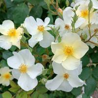 Rosa (Růže 'Kew Gardens' - Anglické růže)