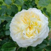 Rosa (Růže 'Tranquillity' - Anglické růže)