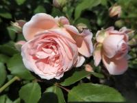 Rosa (Růže 'Libuše Šafránková' - Sadové růže)