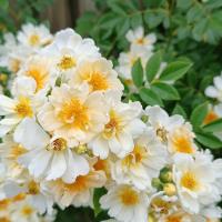 Rosa helenae (Růže Helenina 'Semiplena' - Pnoucí růže)