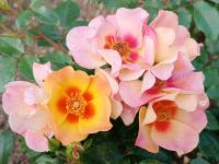 Rosa (Růže 'Julia Eyes' - Hybridy růže perské)