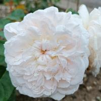 Rosa (Růže 'La Tintoretta' - Sadové růže)