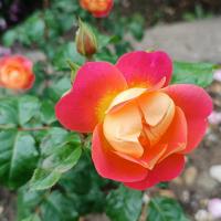Rosa (Růže 'Marinetta' - Sadové růže)