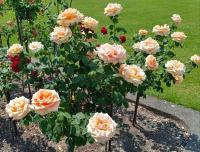 Rosa (Růže 'Marilyn Monroe' - Velkokvěté růže)