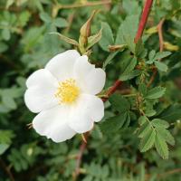 Rosa beggeriana (Růže Beggerova)