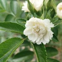 Rosa rugosa (Růže svraskalá 'White Grootendorst')