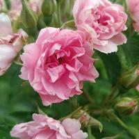 Rosa rugosa (Růže svraskalá 'Pink Grootendorst')