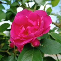 Rosa (Růže 'Rudolfína' - Pnoucí růže)