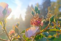 Rosa (Růže 'Astronomia' - Pokryvné růže)