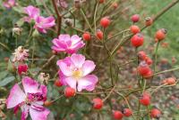 Rosa (Růže 'Mr Bluebird' - Skalkové růže)