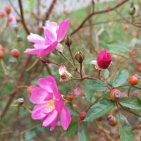 Rosa (Růže 'Mr Bluebird' - Skalkové růže)