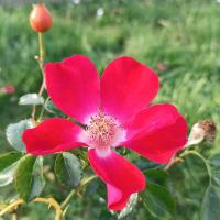 Rosa (Růže 'Dortmund' - Pnoucí růže)