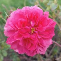 Rosa (Růže 'Rosarium Uetersen' - Pnoucí růže)
